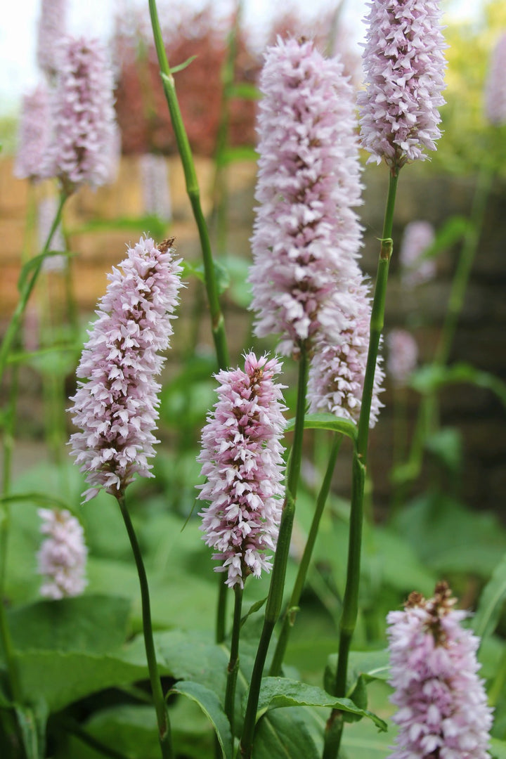 Adderwort (Persicaria bistorta)