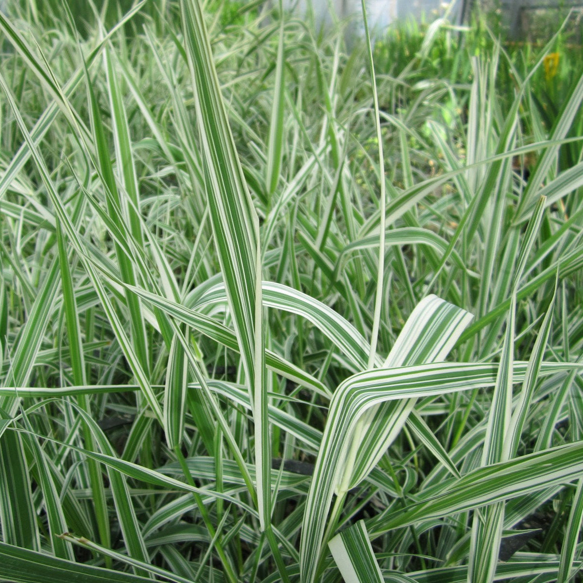 Buy Phalaris arundinacea var. picta (Gardeners Garters) online UK