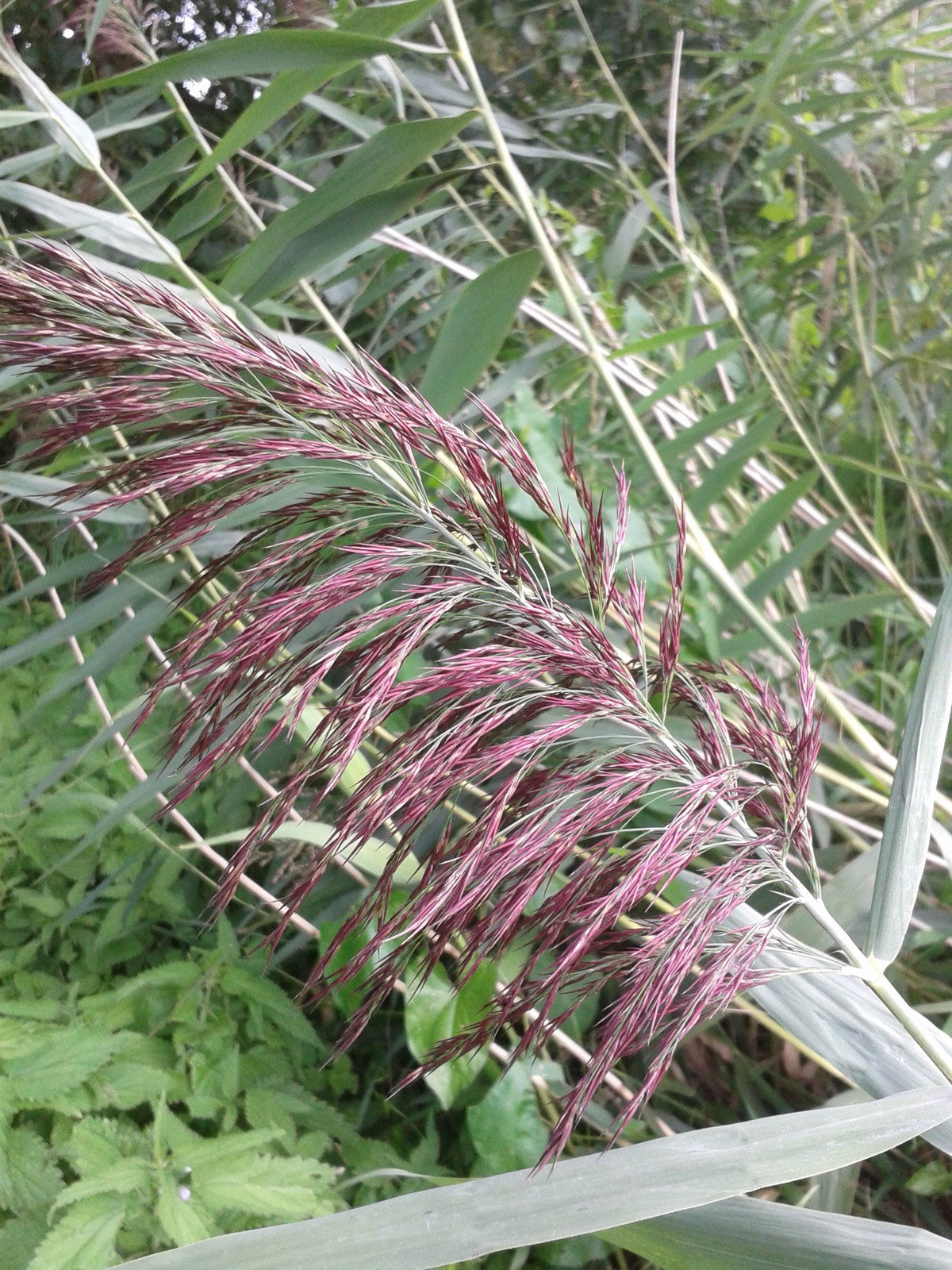 Buy Phragmites australis (Norfolk Reed) online UK