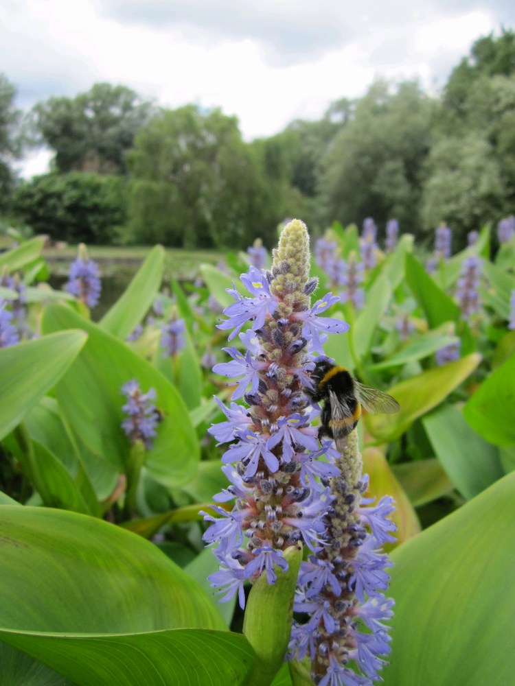 Pickerel Weed (Pontederia cordata)