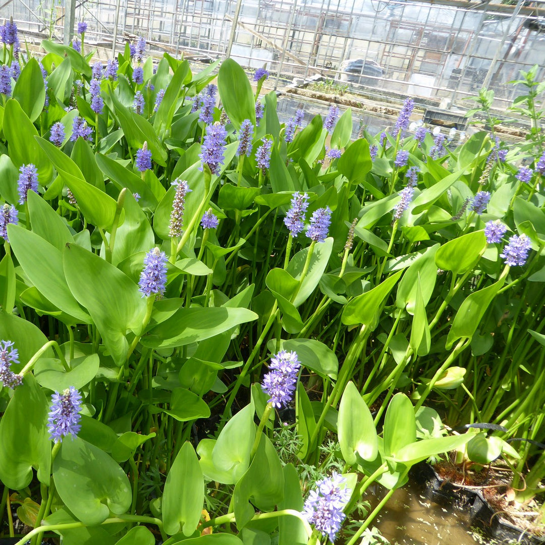 Pickerel Weed (Pontederia cordata)