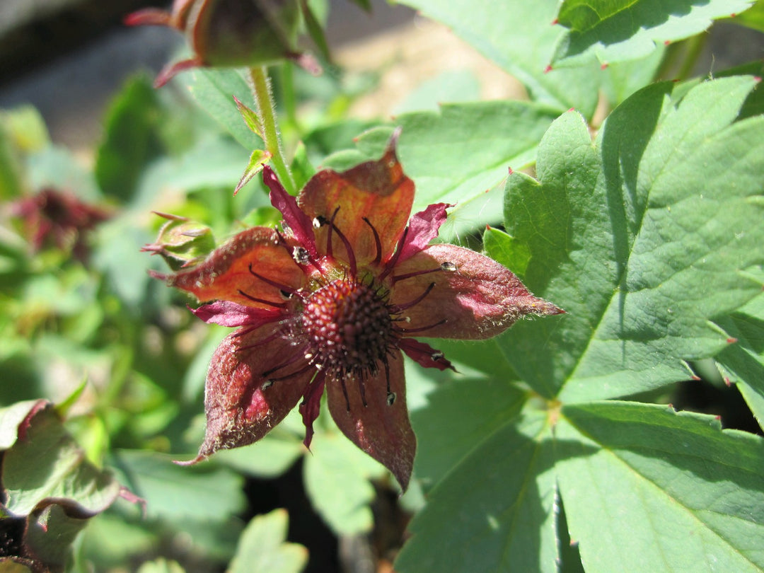 Marsh Cinquefoil (Potentilla palustris)