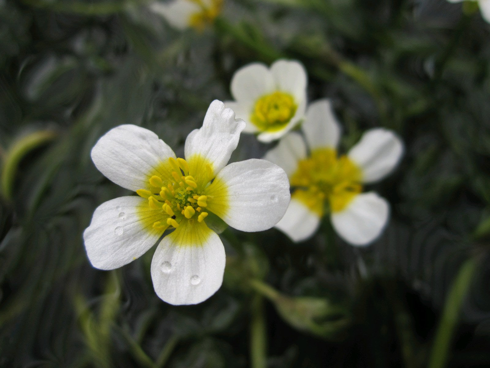 Native Water Ranunculus Ranunculus aquatilis (Water Crowfoot) - Garden Wildlife