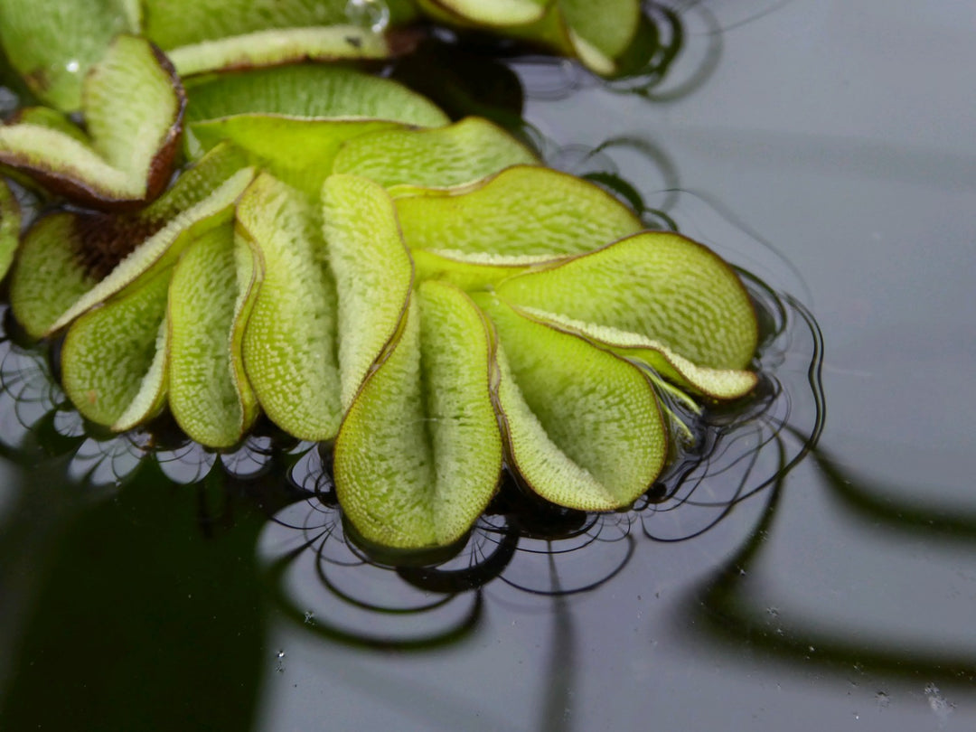 Floating Watermoss (Salvinia natans)