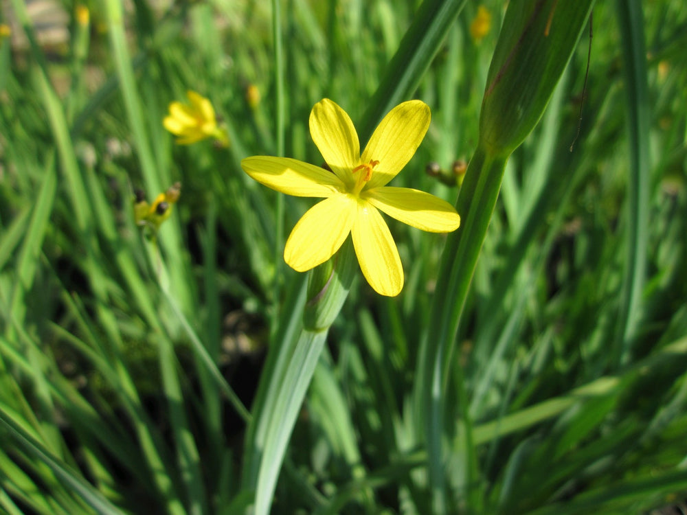 Yellow Eyed Grass (Sisyrinchium californicum)