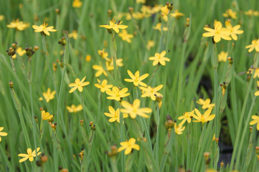Yellow Eyed Grass (Sisyrinchium californicum)