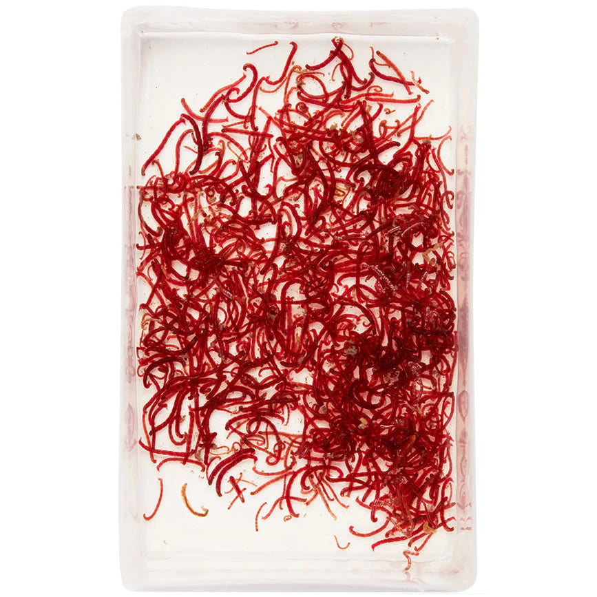 Buy Aquatic Live Food online UK