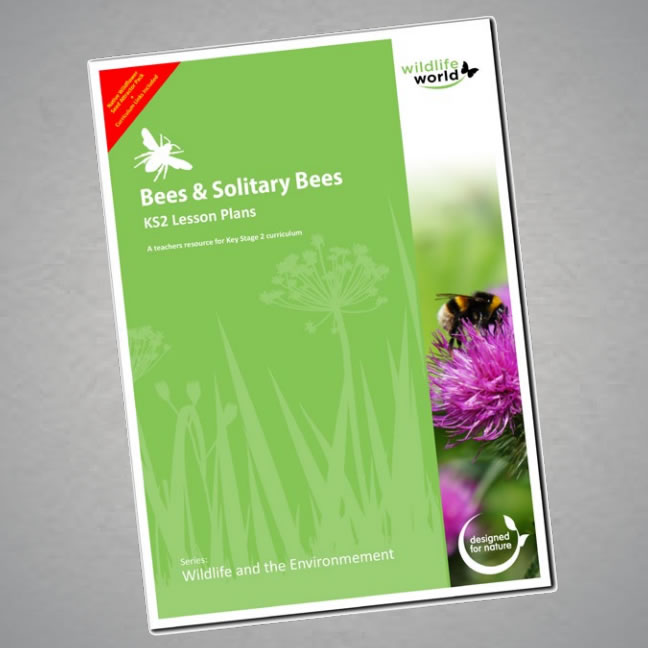 Wildlife World Solitary Bee Lesson Plan