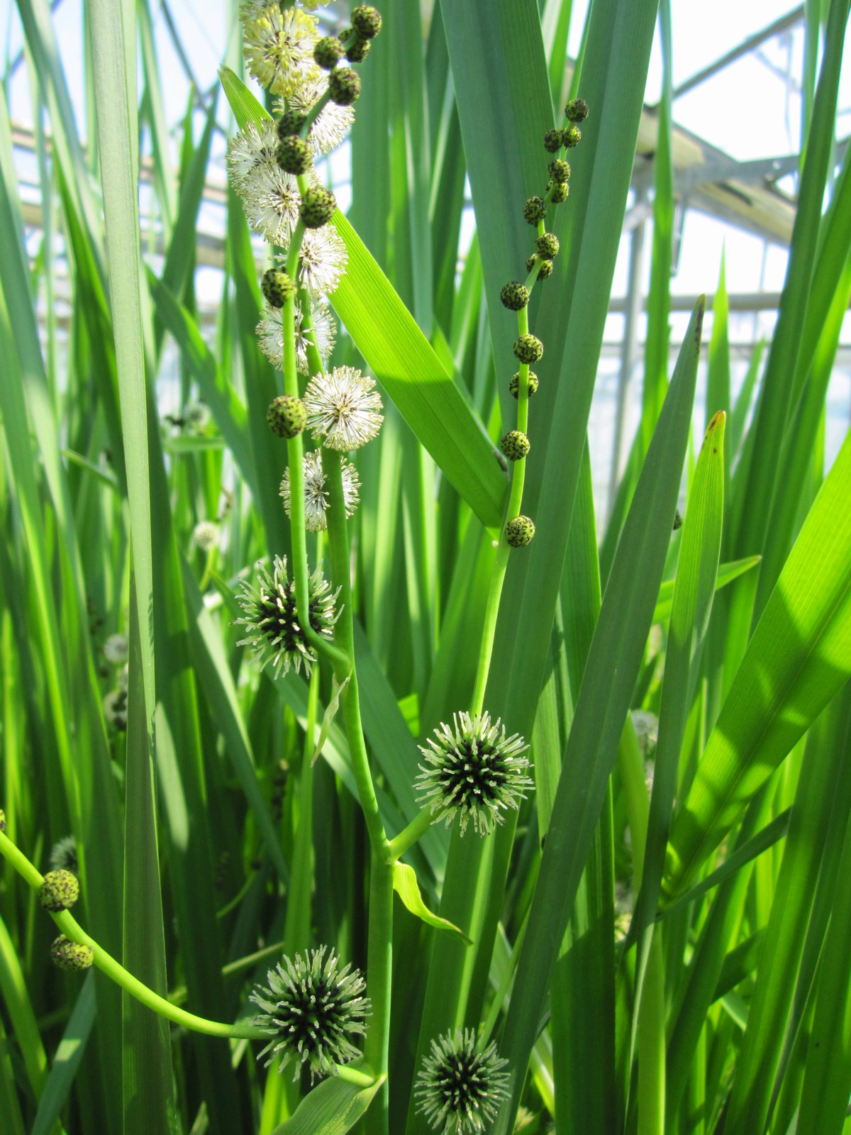 Sparganium Erectum Branched Bur Reed Garden Wildlife sparganium-erectum-branched-bur-reed-garden-wildlife