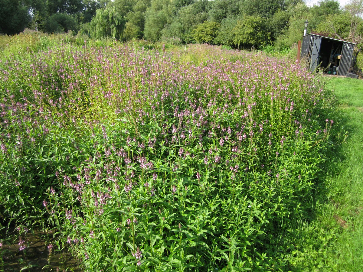 Buy Stachys palustris (Marsh Woundwort) online UK