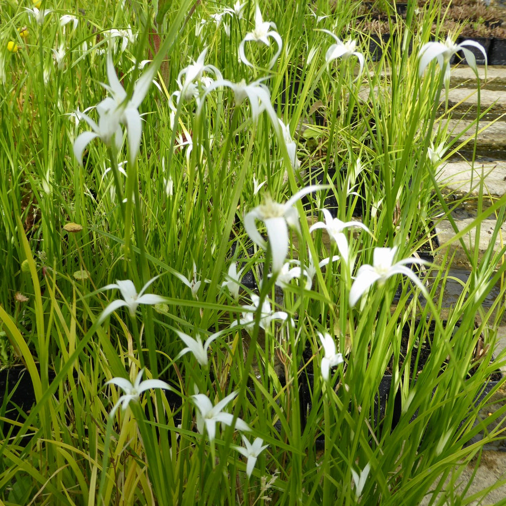 Star Grass (Dichromena colorata)