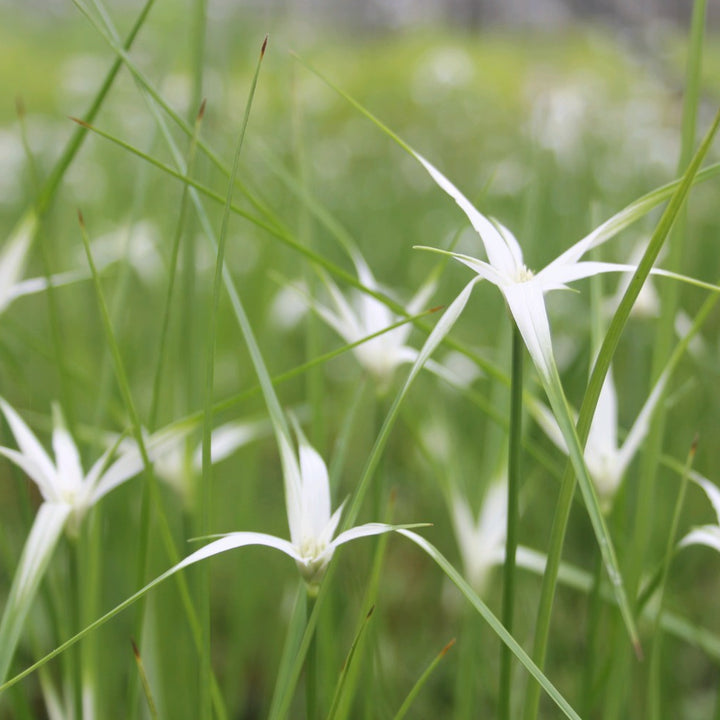 Star Grass (Dichromena colorata)