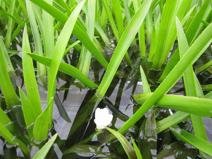 Water Soldier (Stratiotes aloides)