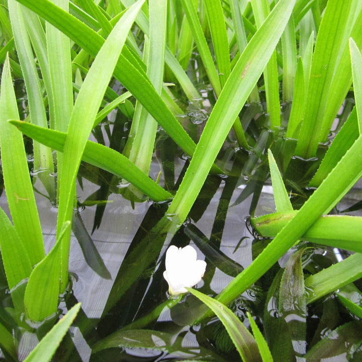 Water Soldier (Stratiotes aloides)