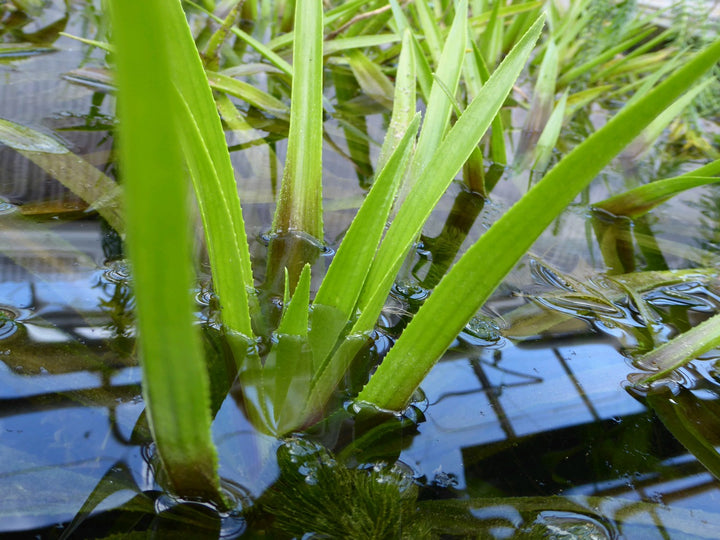 Water Soldier (Stratiotes aloides)