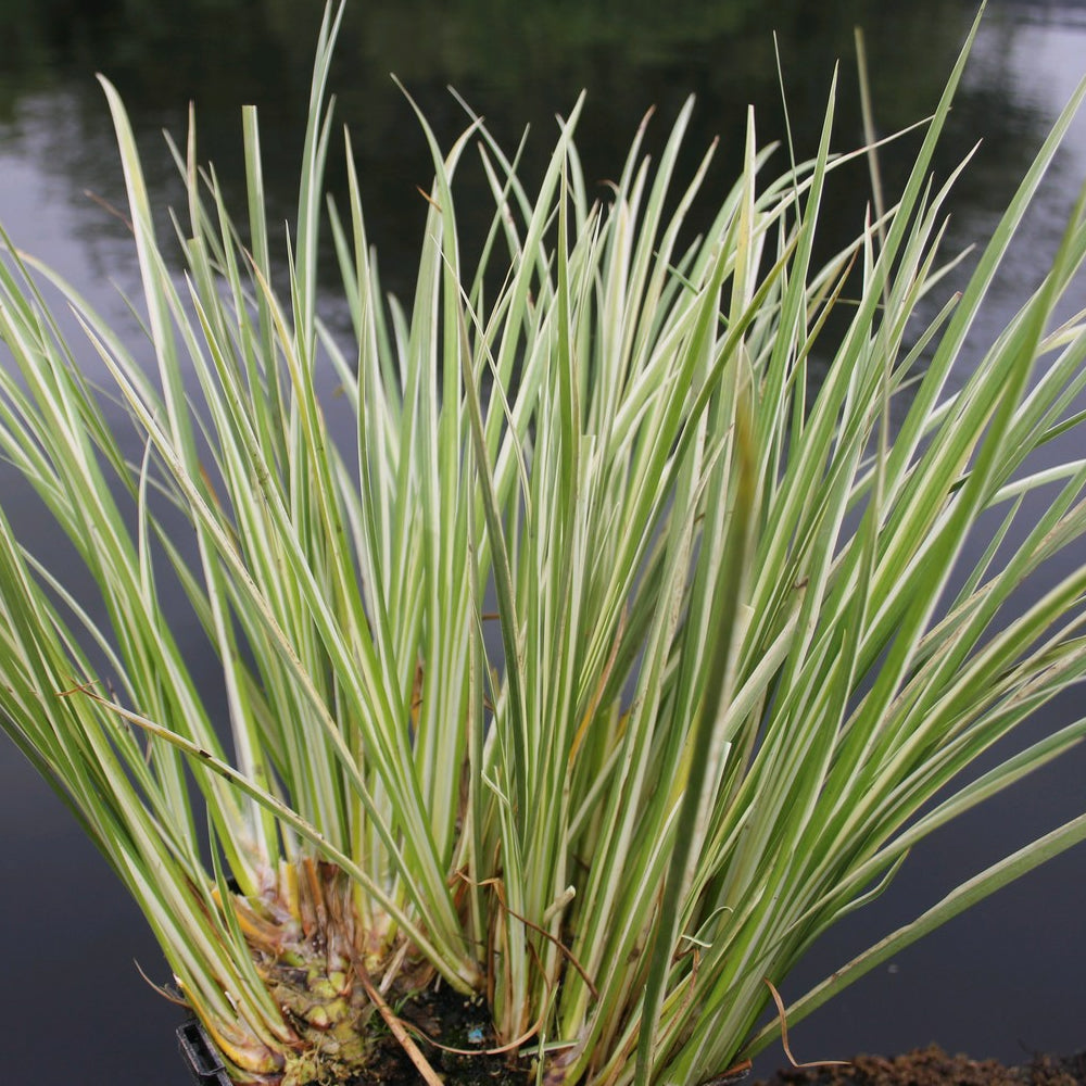 Buy Acorus gramineus 'Variegatus' (Variegated Slender Sweet Flag) online UK
