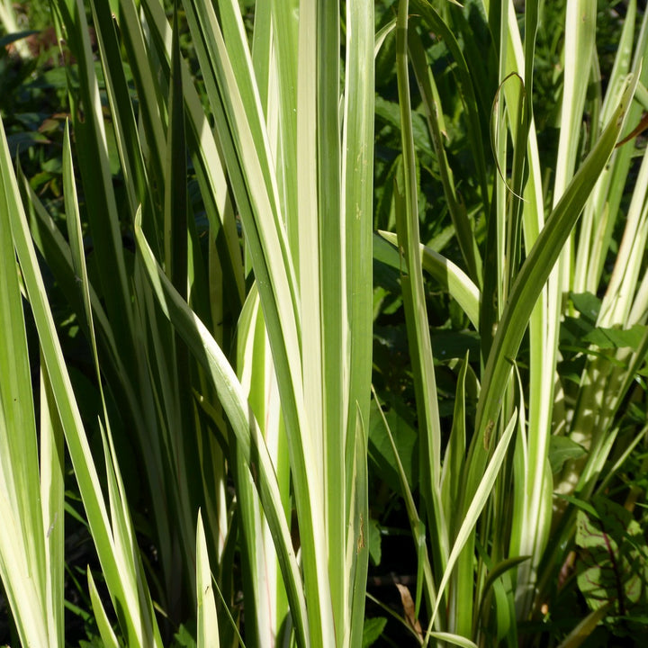 Variegated Sweet Flag (Acorus calamus 'Variegatus')