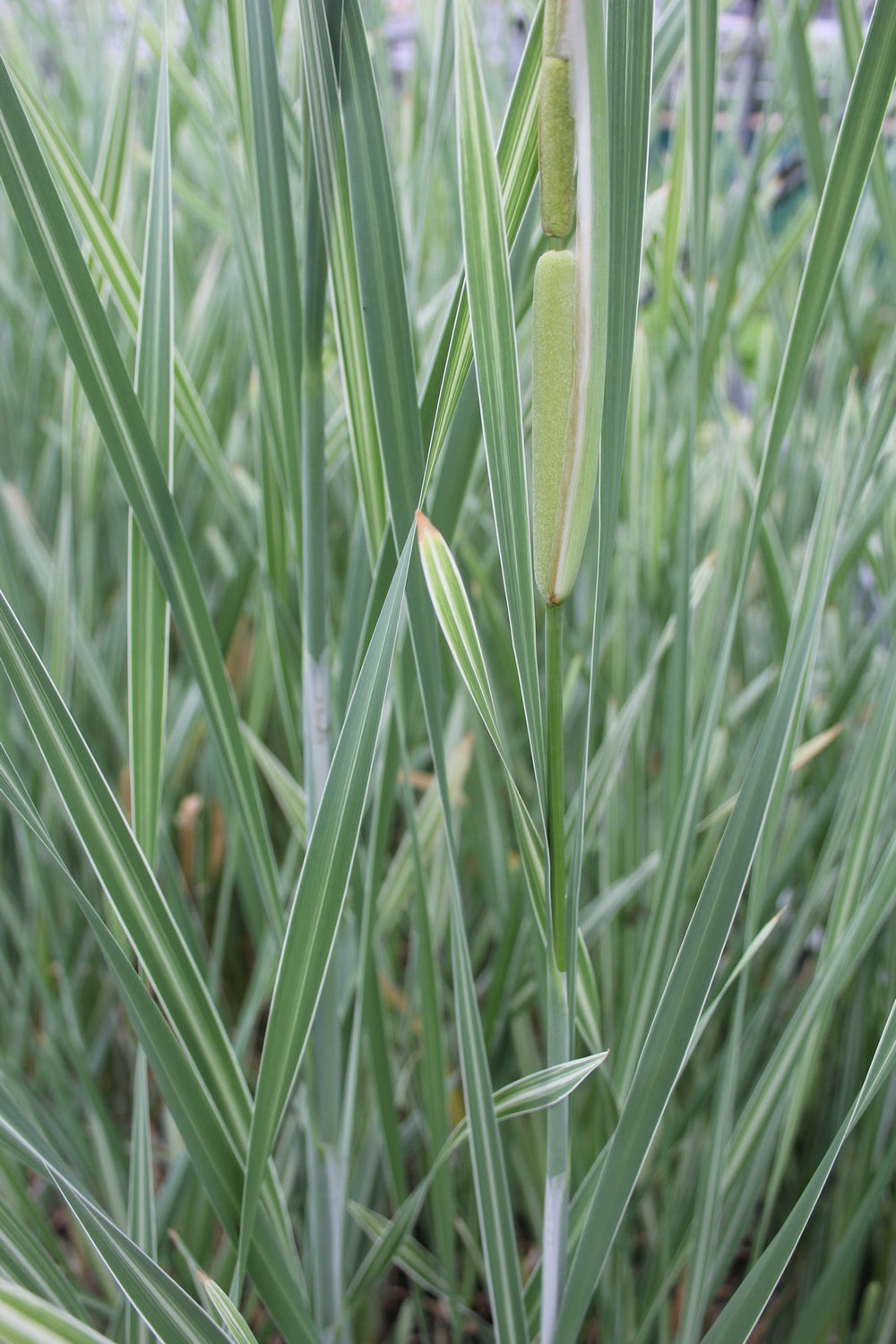 Variegated Greater Reed Mace (Typha latifolia 'Variegata')