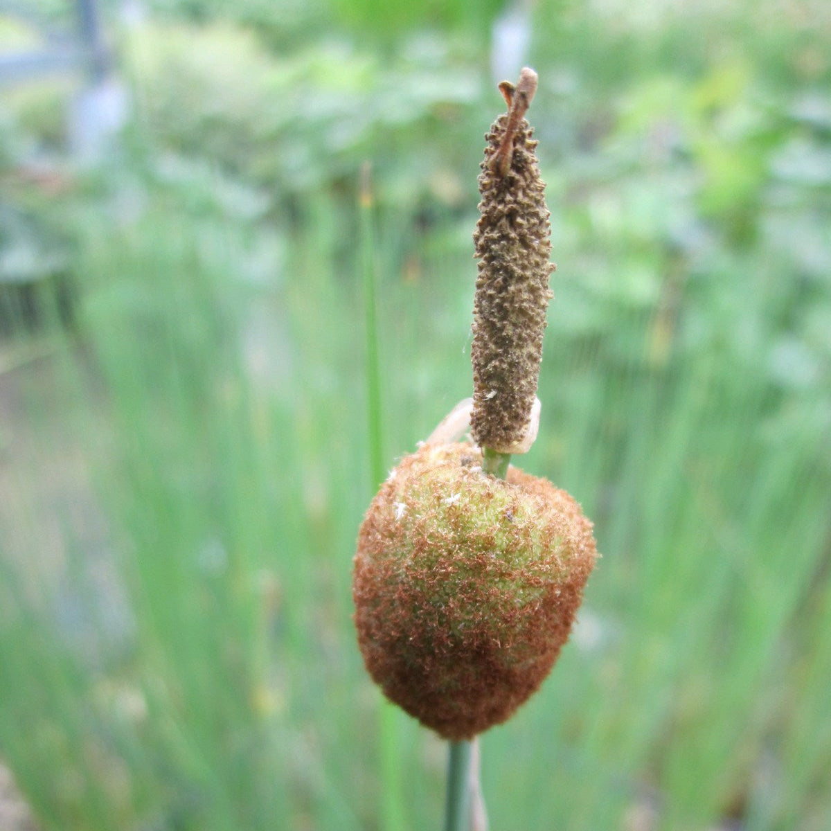 Buy Typha minima (Miniature Bullrush) online UK