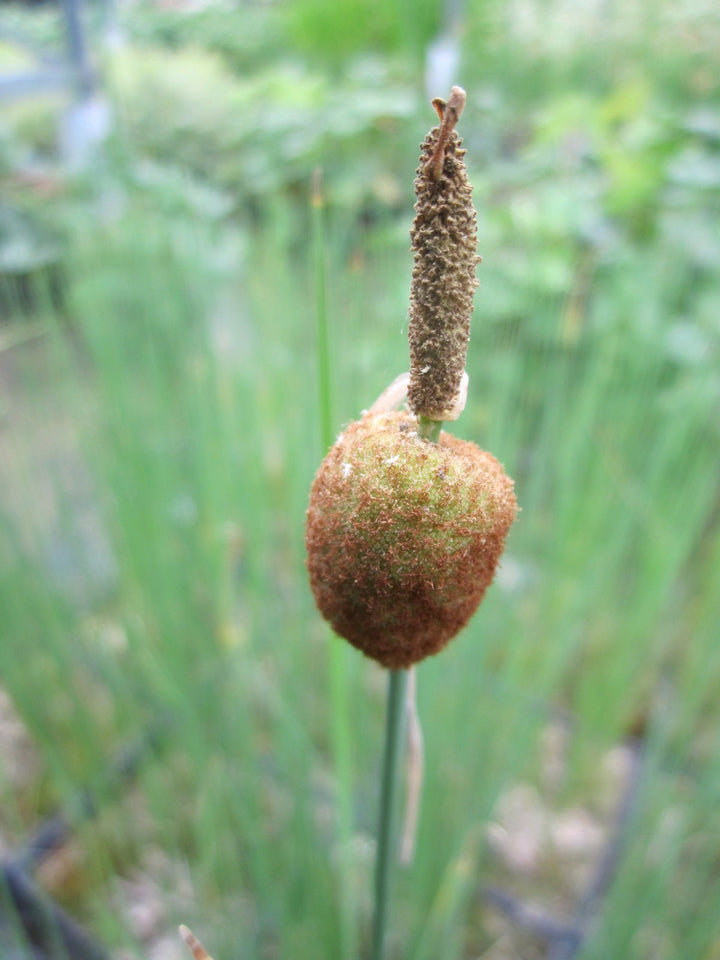 Miniature Bullrush (Typha minima)