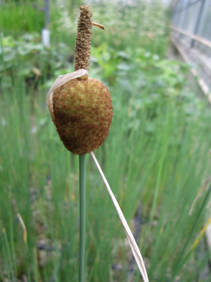 Miniature Bullrush (Typha minima)