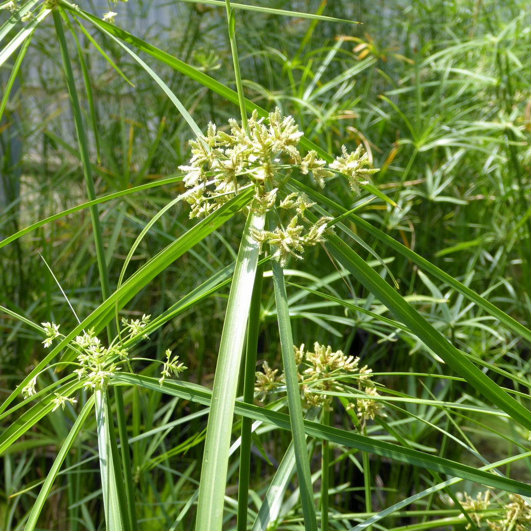 umbrella palm plant Cyperus alternifolius (Umbrella Palm)