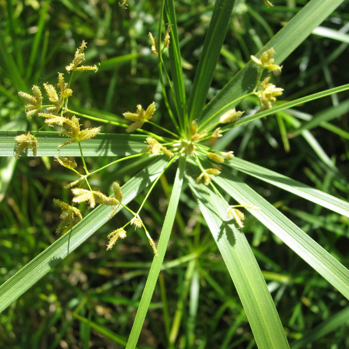 Umbrella Palm (Cyperus alternifolius)