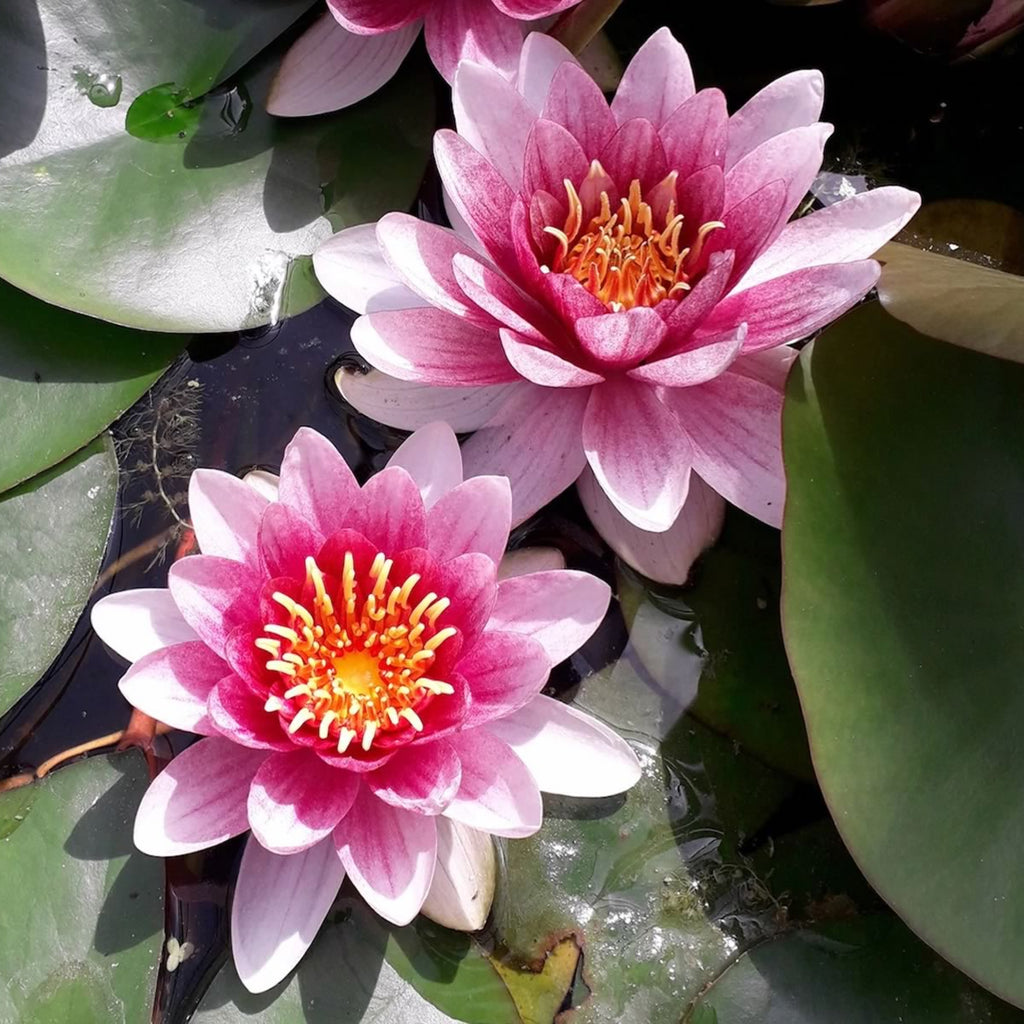 Nymphaea alba var. rubra (Red Water Lily) - Garden Wildlife