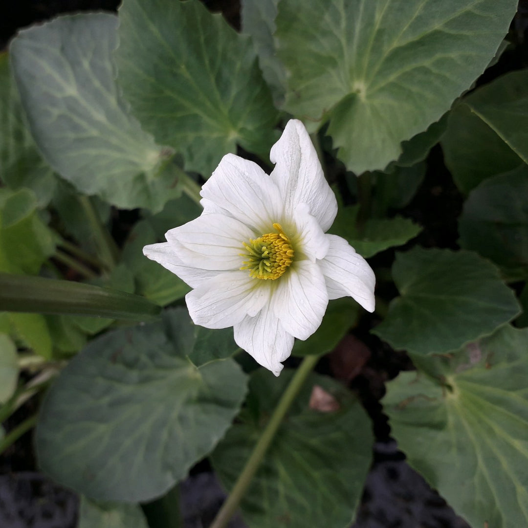 White Marsh Marigold (Caltha leptosepala)