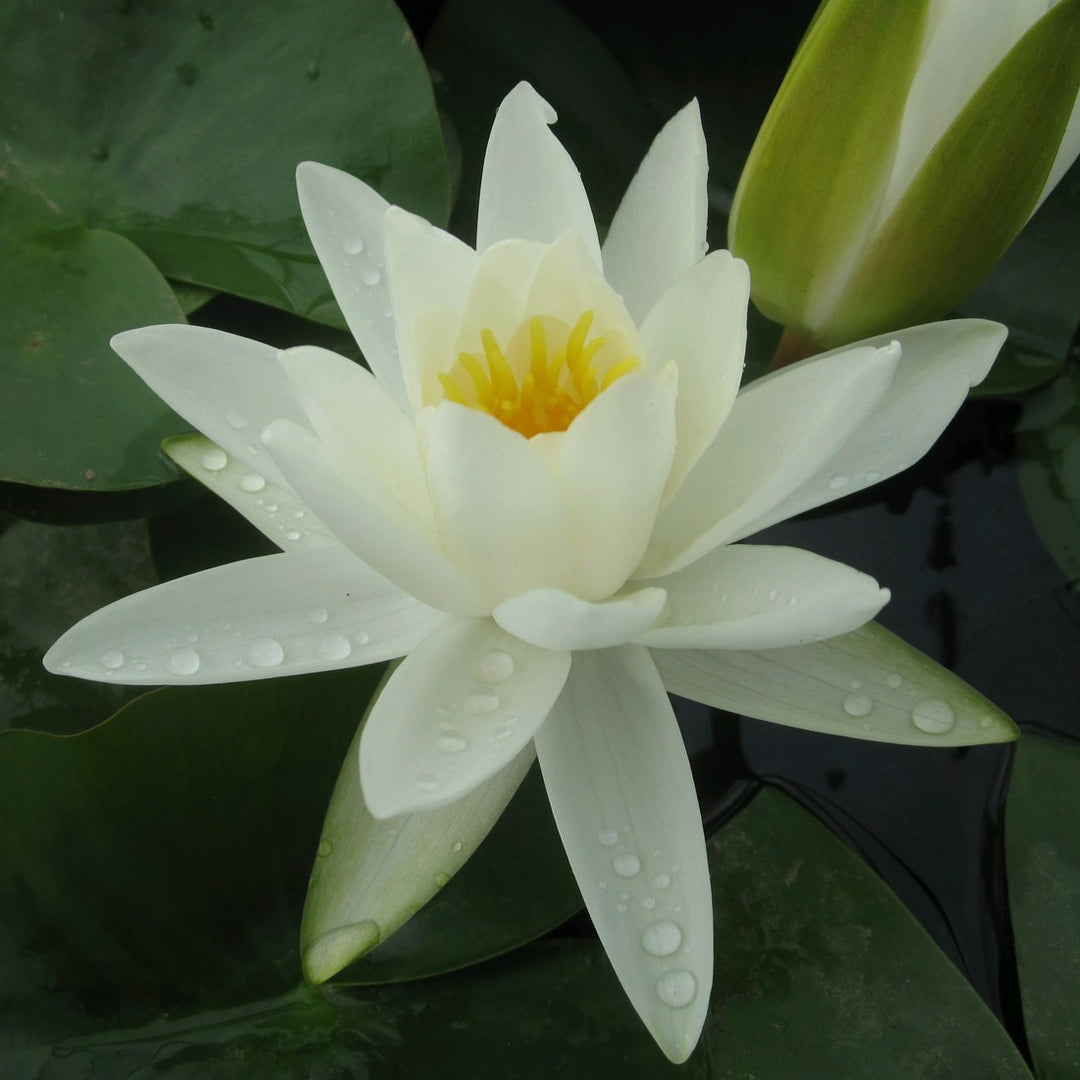 white water lily for sale Nymphaea alba (White Water Lily)