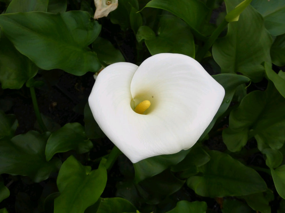 Arum Lily (Zantedeschia aethiopica 'Crowborough')